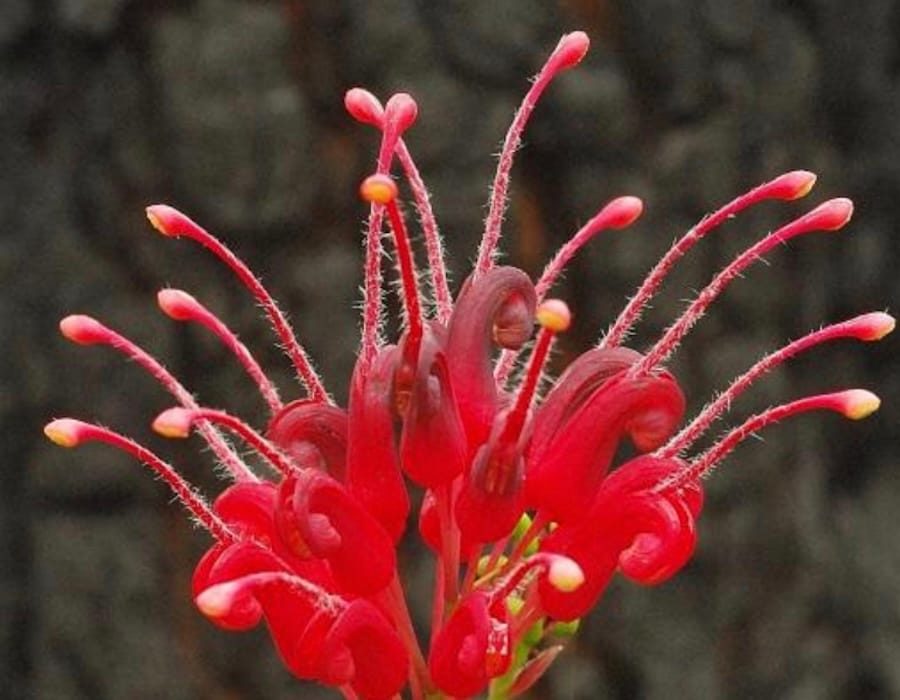 Grevillea wilsonii