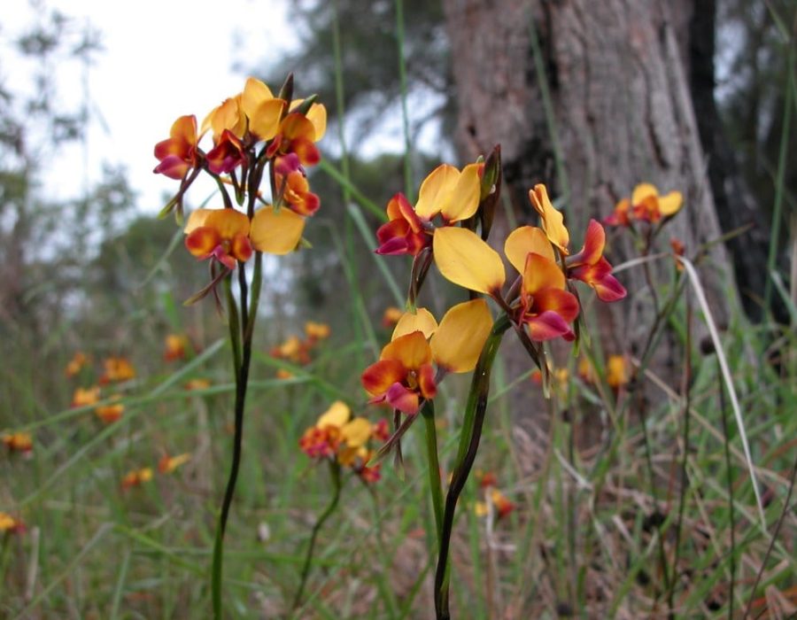 Wireless Hill Wildflowers